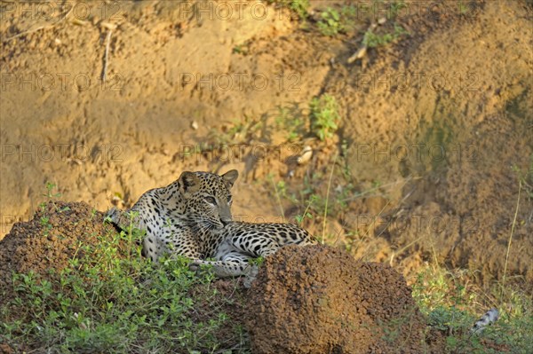 Sri Lankan Leopard