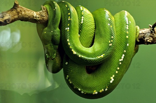 Green tree python