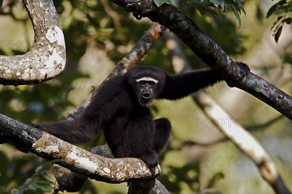 Hoolock Gibbon