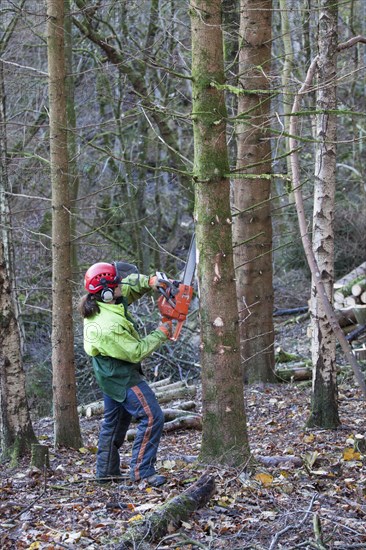 Man cutting branches from conifer tree with chainsaw