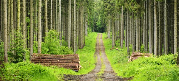 Forest road through spruce monoculture