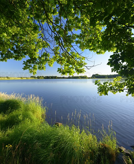 Neuer Teich pond in Plothen Ponds area