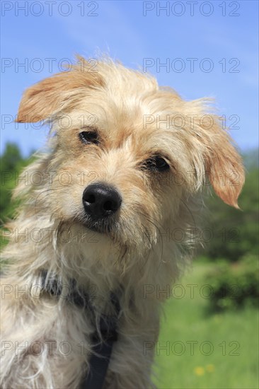 Terrier Dachshund crossbreed