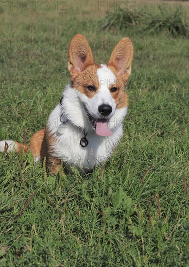 Cardigan Welsh Corgi