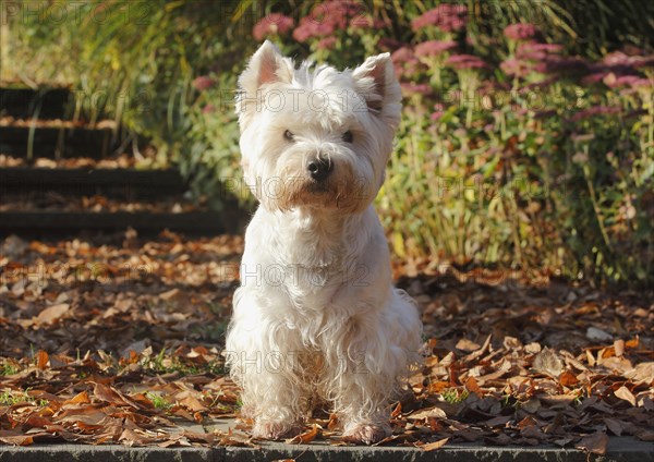 West Highland White Terrier