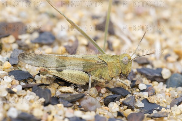 Blue-winged grasshopper