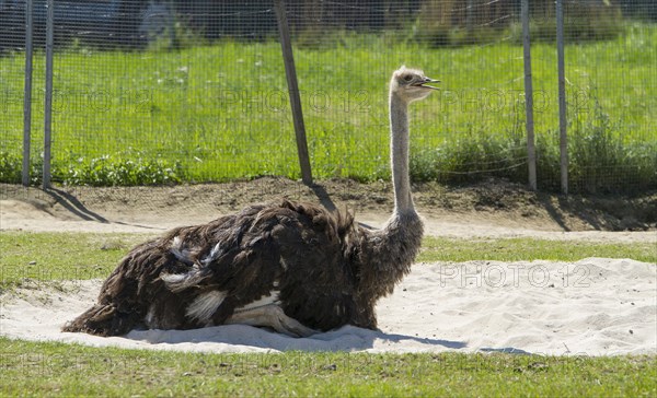 Common ostrich