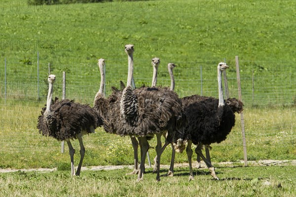 Common ostriches