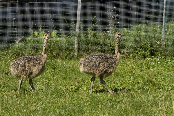 Common ostriches