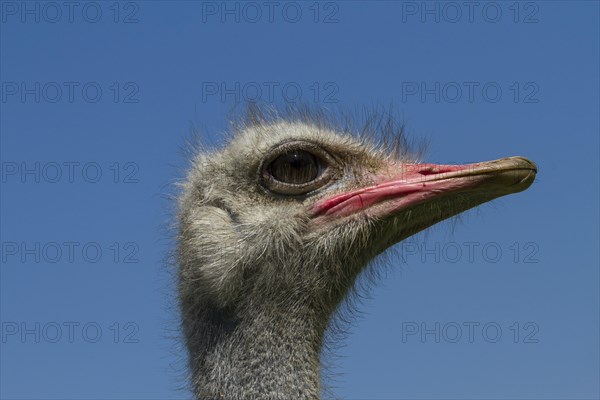 Common ostrich