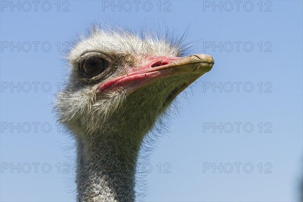 Common ostrich