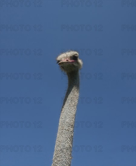 Common ostrich