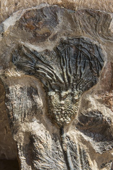 Crinoidea