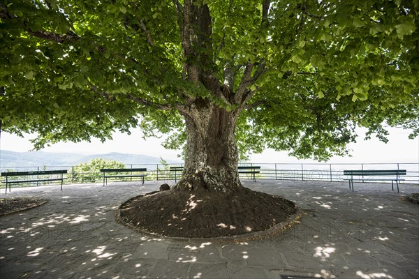 Ancient lime tree