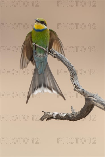 Swallow-tailed bee-eater