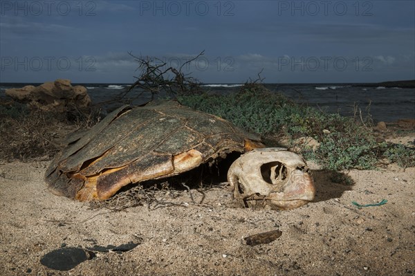 Skeleton of a Loggerhead sea turtle