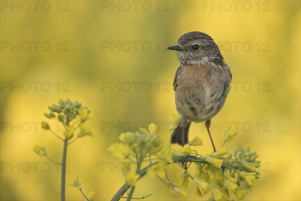 European Stonechat