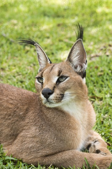 Caracal