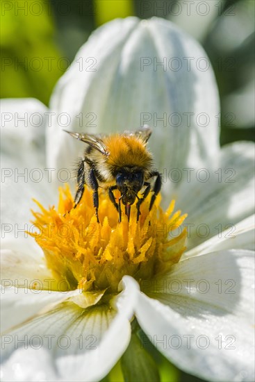 A Common carder bee