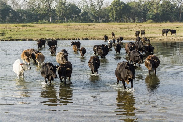 A herd of cows is crossing a shallow river