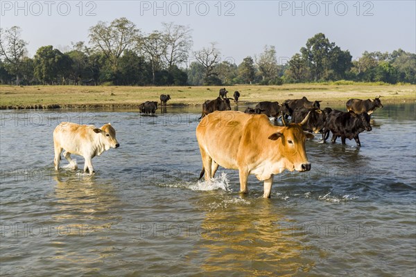 A herd of cows is crossing a shallow river