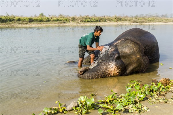 Domesticated Asian elephant