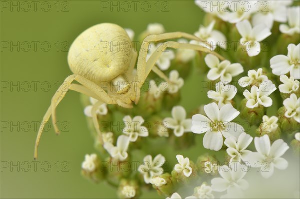 Crab spider