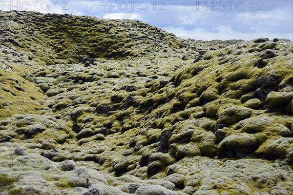 Lava with Niphotrichum elongatum moss