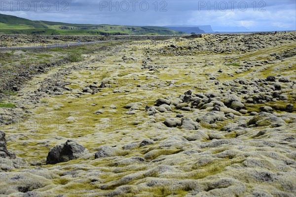 Lava with Niphotrichum elongatum moss