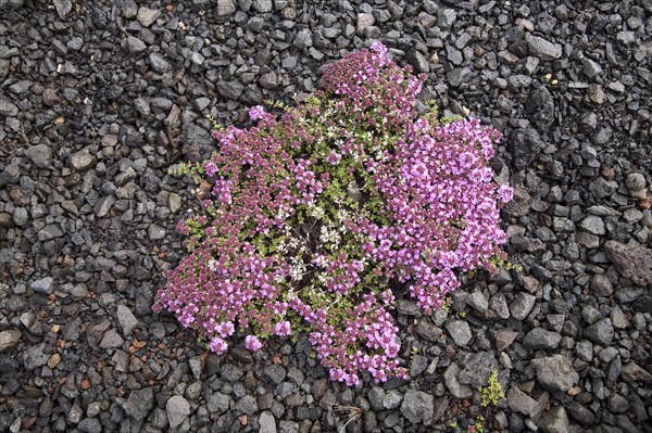 Arctic thyme