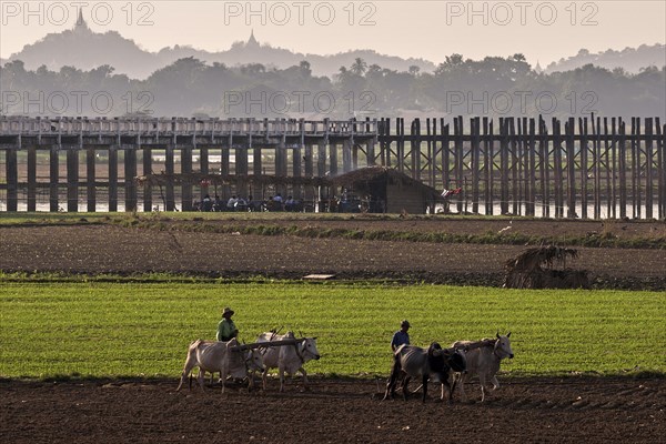 Local men plowing with oxen in the fields