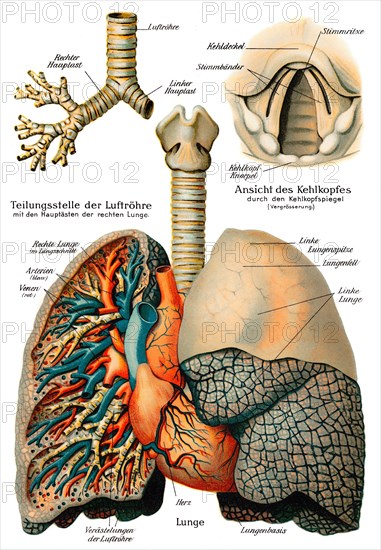 Respiratory system