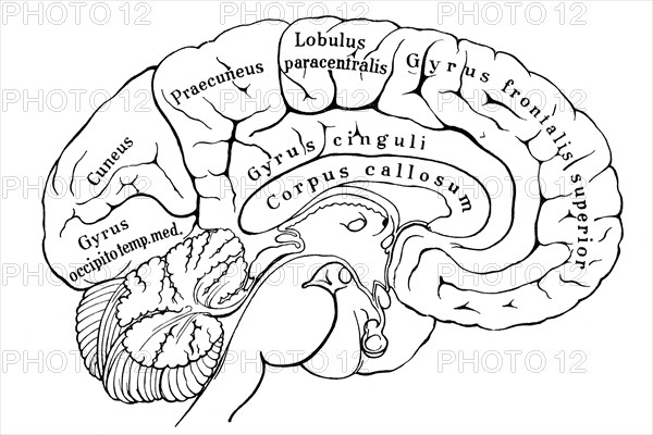 Section of left hemisphere of human cerebrum