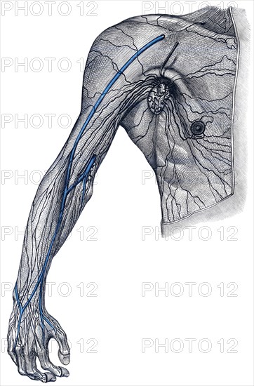 Lymphatics