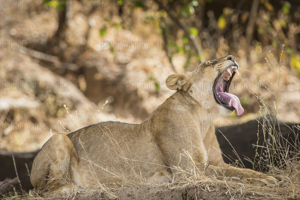 Lioness