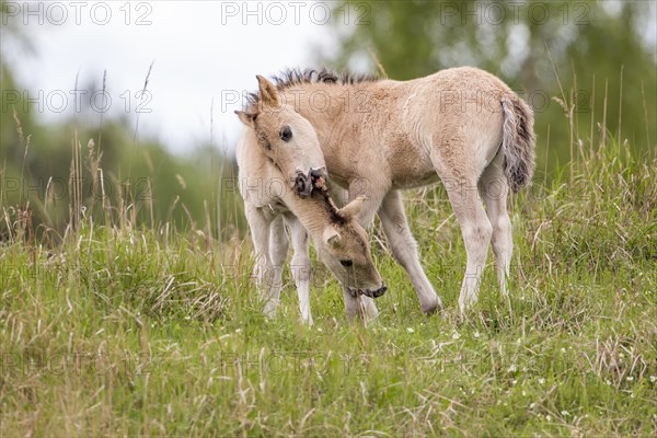 Konik