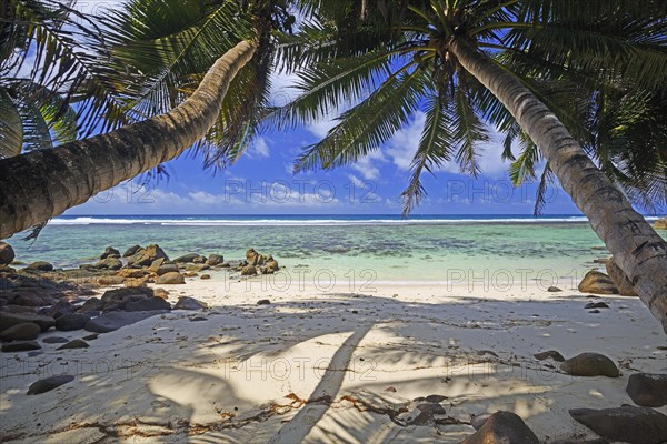 Anse Baleine palm beach