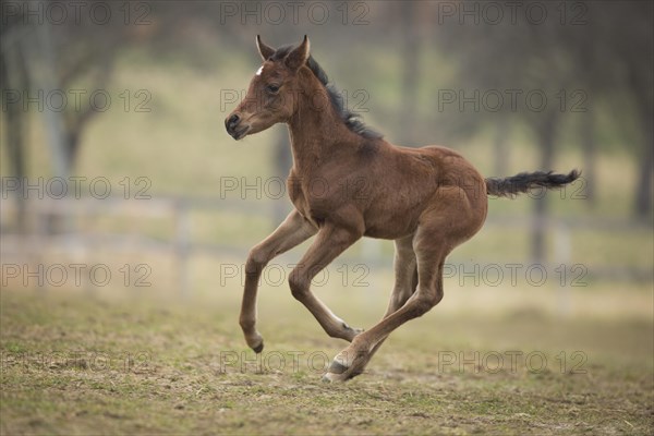 Bay filly galloping