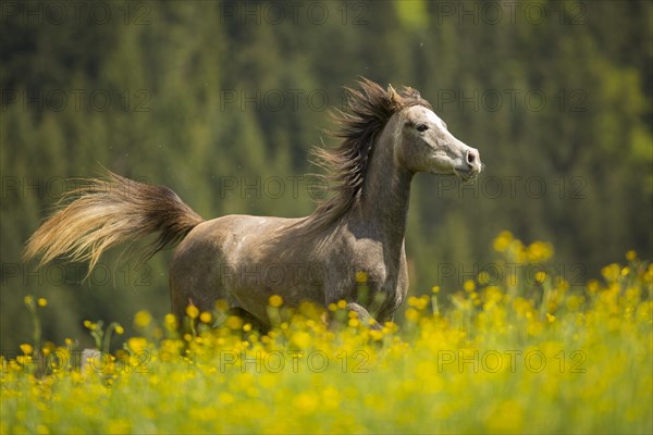 Arabian mare galloping in meadow