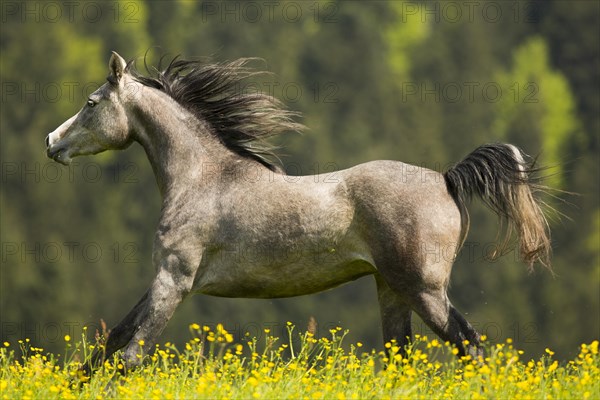 Arabian mare galloping in meadow