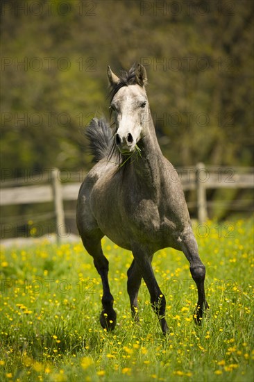 Arabian mare galloping in meadow