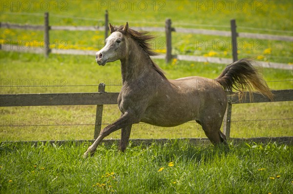 Arabian mare galloping in meadow