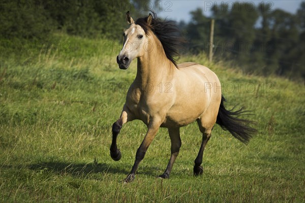 Lusitano mare galloping