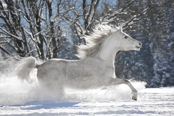 Thoroughbred Arabian mare in the snow