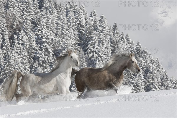 Thoroughbred Arabian mares in the snow