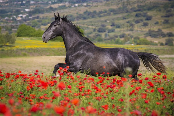 Spanish stallion in a poppy field