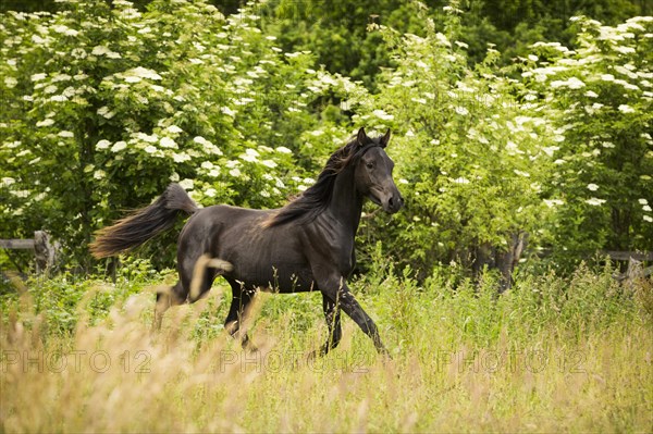 Young Arabian mare