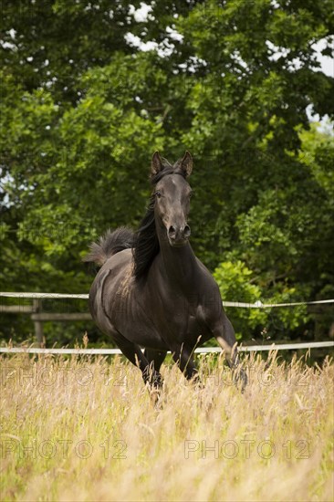 Young Arabian mare