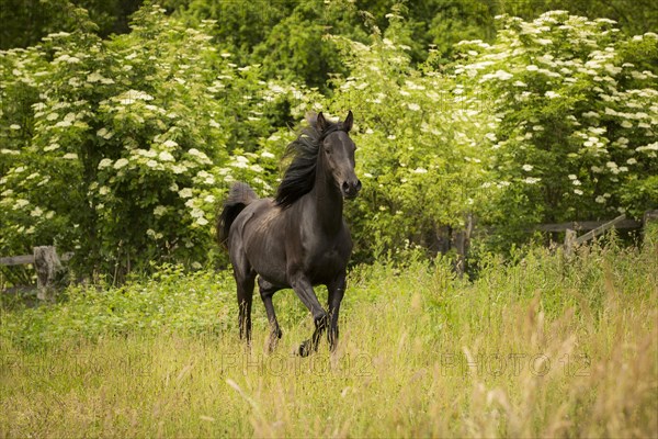 Young Arabian mare