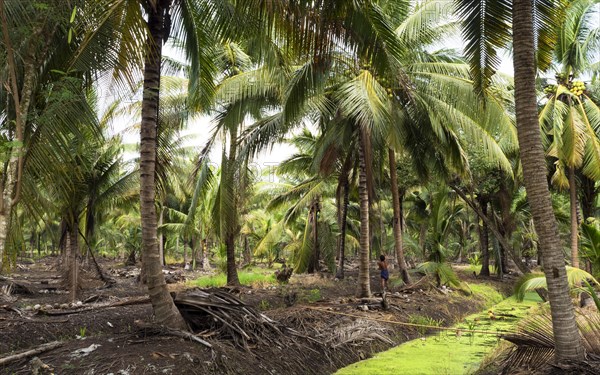 Coconut palm